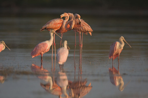Roseate Spoonbill (Platalea ajaja) and American Flamingo (Phoenicopterus ruber)