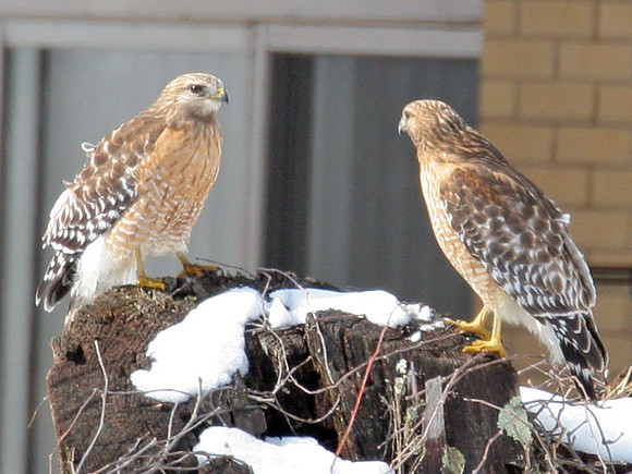Red-shouldered Hawk (Buteo lineatus) mating pair