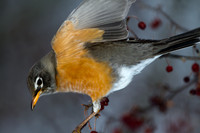 American Robin (Turdus migratorius)