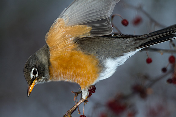 American Robin (Turdus migratorius)