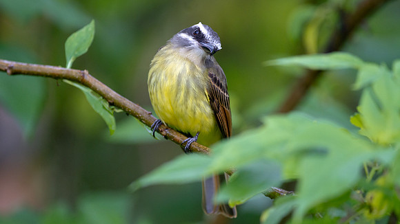 Golden-crowned Flycatcher (Myiodynastes chrysocephalus)