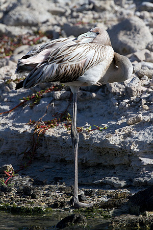 American Flamingo (Phoenicopterus ruber) immature