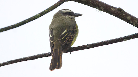Golden-crowned Flycatcher (Myiodynastes chrysocephalus)