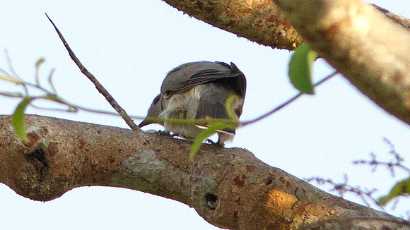 Ash-colored Cuckoo (Coccycua cinerea)