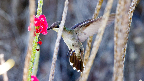 Ruby-topaz Hummingbird (Chrysolampis mosquitus) female