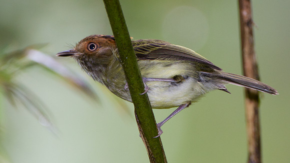 Scale-crested Pygmy Tyrant (Lophotriccus pileatus)