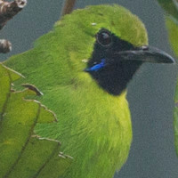 Lesser Green Leafbird (Chloropsis cyanopogon)