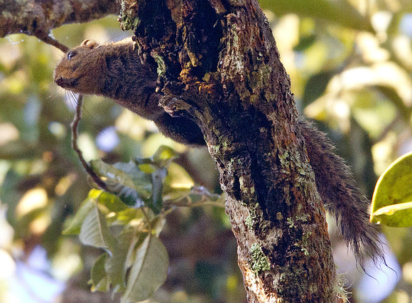 Black-striped squirrel (Callosciurus nigrovittatus)