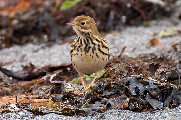 Meadow Pipit (Anthus Pratensis)