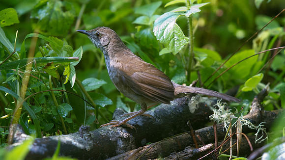 Javan bush warbler (Locustella montis)