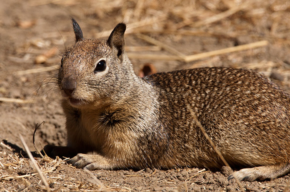 California Ground Squirrel (Otospermophilus beecheyi)
