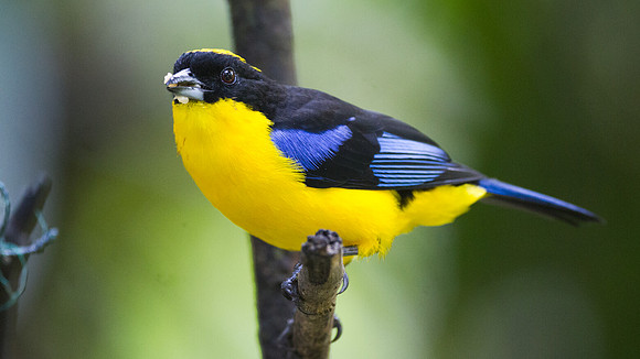 Blue-winged Mountain-tanager (Anisognathus somptuosus)
