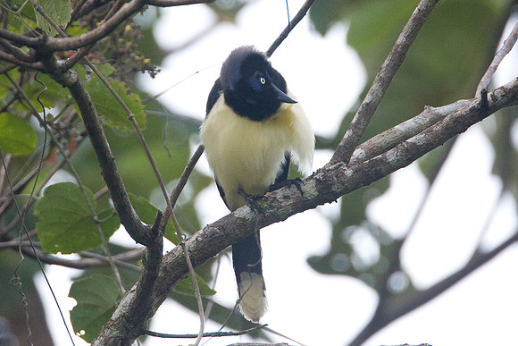 Black-chested Jay (Cyanocorax affinis)