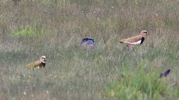 Southern Lapwing (Vanellus chilensis)