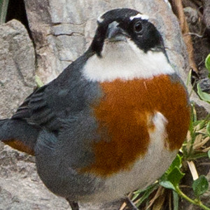 Chestnut-breasted Mountain-finch (Poospiza caesar)
