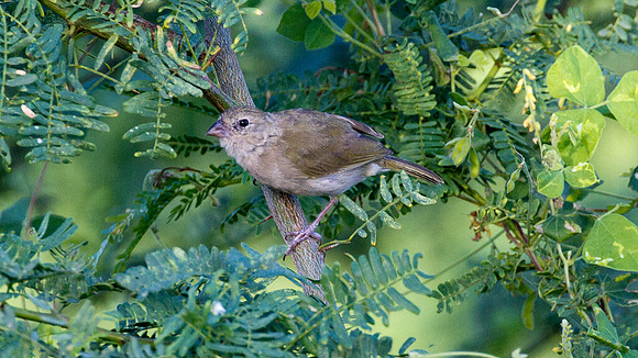 Black-faced Grassquit (Tiaris bicolor)