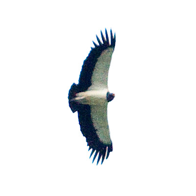 King Vulture (Sarcoramphus papa)