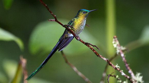 Long-tailed Sylph (Aglaiocercus kingi)