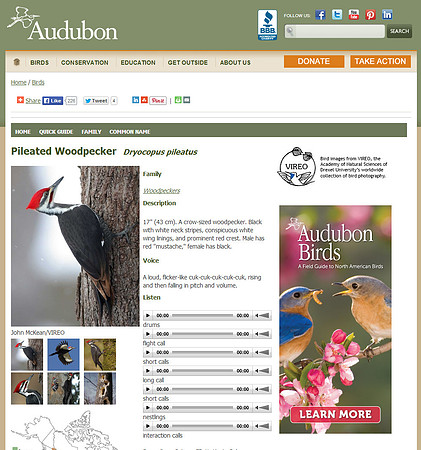 National Audubon Society - Pileated Woodpecker