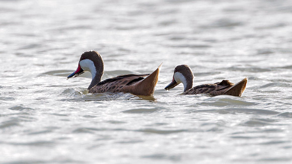 White-cheeked Pintail (Anas bahamensis)