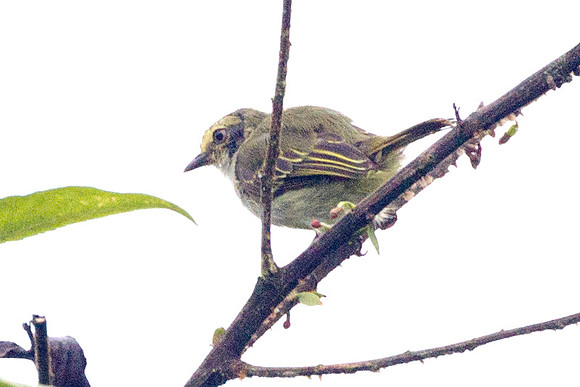Golden-faced Tyrannulet (Zimmerius chrysops)