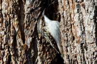 Brown Creeper (Certhia americana)