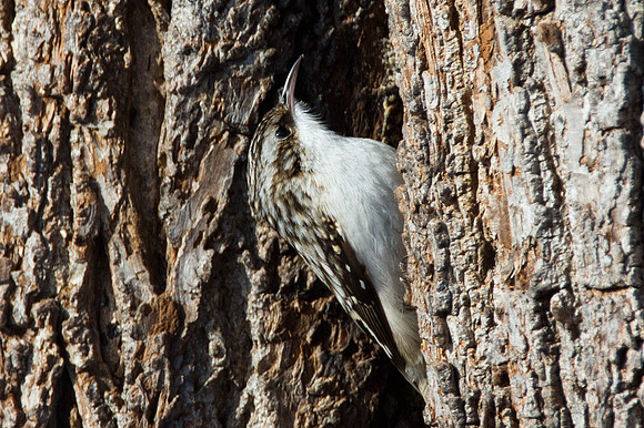 Brown Creeper (Certhia americana)