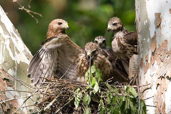 Red-shouldered Hawk (Buteo lineatus) adult and juvenile