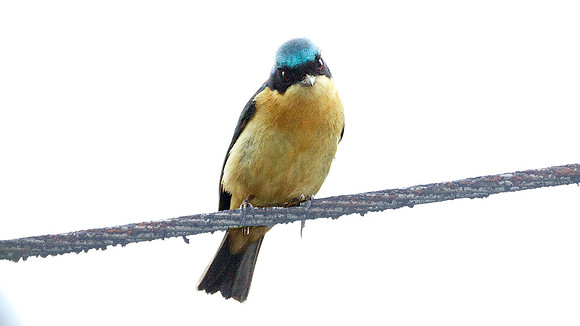 Fawn-breasted Tanager (Pipraeidea melanonota)