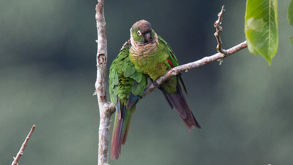 Maroon-tailed Parakeet (Pyrrhura melanura)