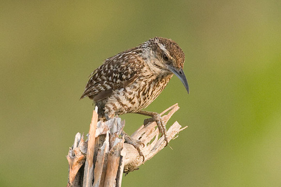 Yucatan Wren (Campylorhynchus yucatanicus)