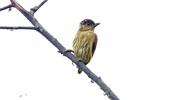 Olivaceous Piculet (Picumnus olivaceus)