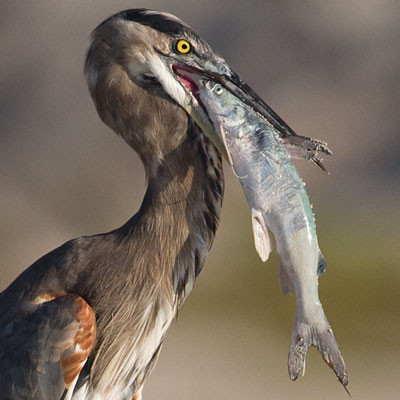 Great Blue Heron (Ardea herodias)