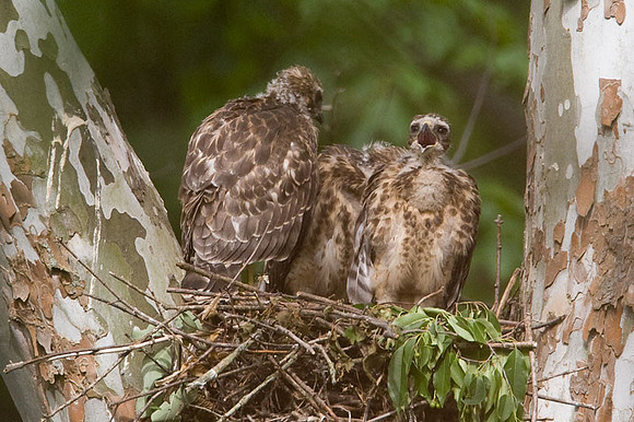 Red-shouldered Hawk (Buteo lineatus) juvenile