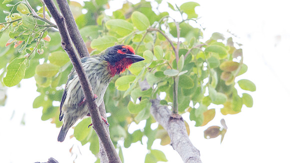 Coppersmith barbet (Psilopogon haemacephalus)