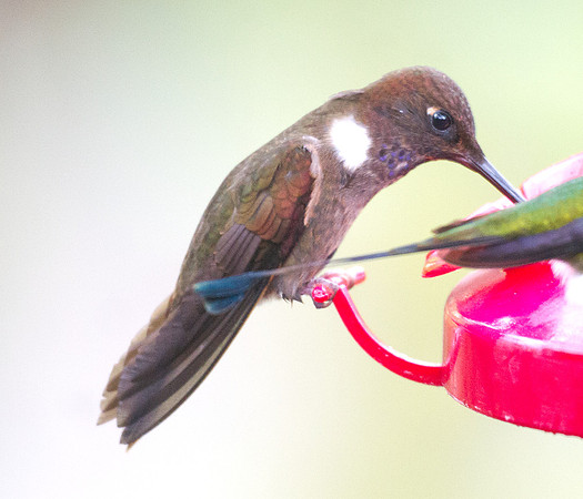 Brown Violetear (Colibri delphinae)