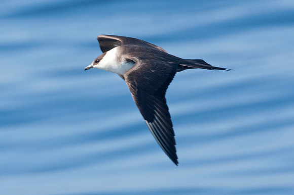 Long-tailed Jaeger (Stercorarius longicaudus) also known as Long-tailed Skua