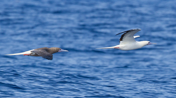 Red-footed Booby (Sula sula)