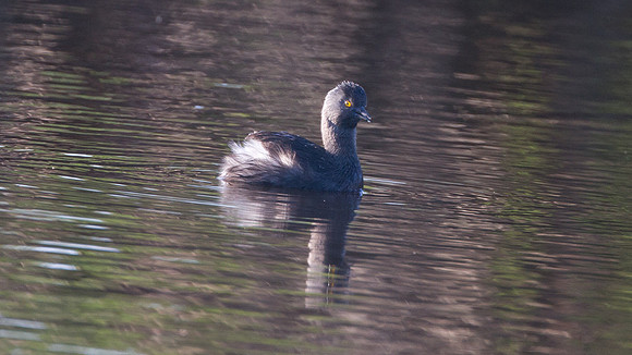 Least Grebe (Tachybaptus dominicus)
