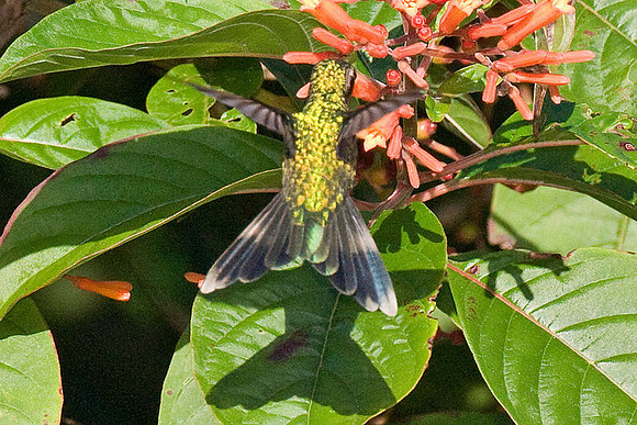 Cozumel Emerald (Chlorostilbon forficatus) female