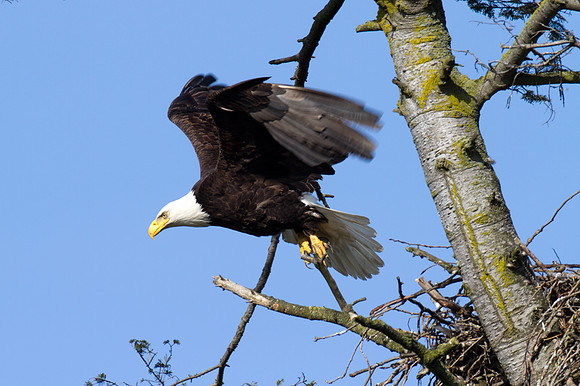 Bald Eagle (Haliaeetus leucocephalus)