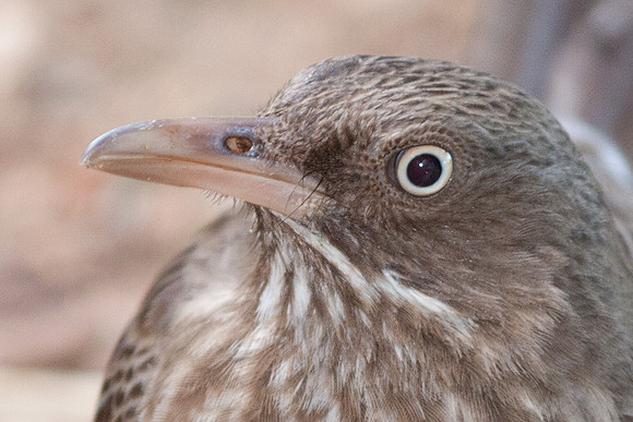 Pearly-eyed Thrasher (Margarops fuscatus)