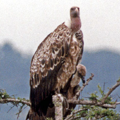 Rüppell's Vulture (Gyps rueppellii)