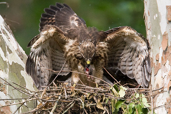 Red-shouldered Hawk (Buteo lineatus) juvenile