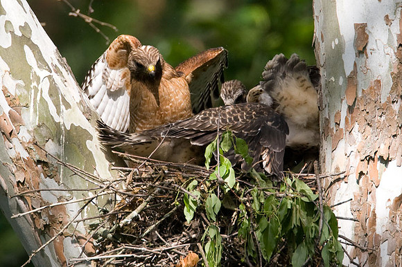 Red-shouldered Hawk (Buteo lineatus) adult and juvenile