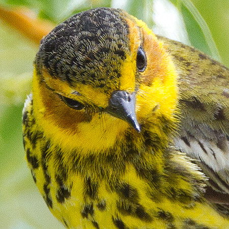 Cape May Warbler (Dendroica tigrina)