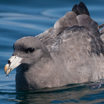 Northern Fulmar (Fulmarus glacialis) also known as Arctic Fulmar