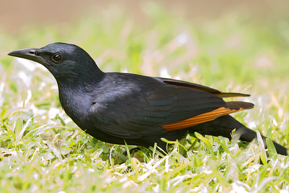 Red-winged Starling (Onychognathus morio)