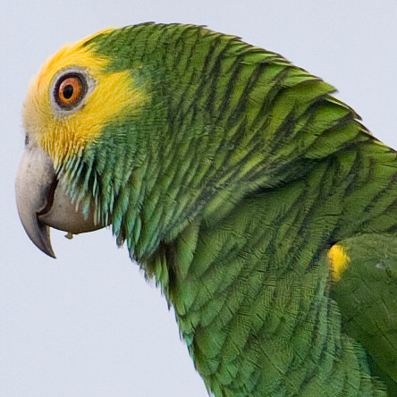 Yellow-shouldered Amazon (Amazona barbadensis) also known as Yellow-shouldered Parrot