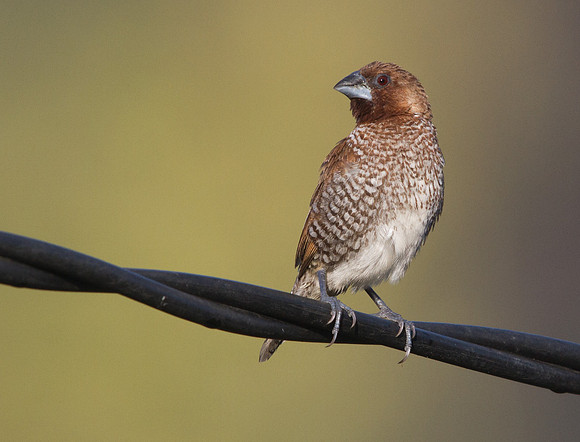 Scaly-breasted munia (Lonchura punctulata)